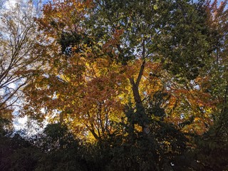 Trees in Autumn