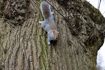 British Squirrel Clinging To Tree Bottom View