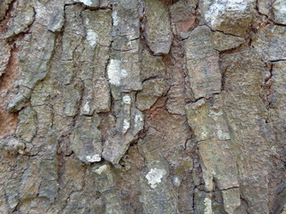Close up wooden natural texture background. Old wood texture for add text, quotes or work design...