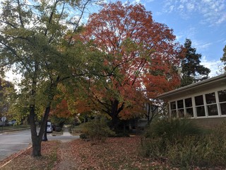 Autumn in the Neighborhood