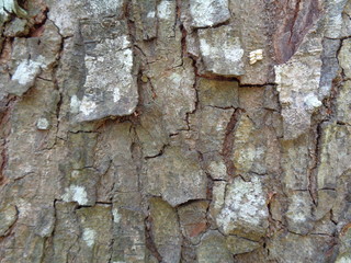 Close up wooden natural texture background. Old wood texture for add text, quotes or work design for backdrop product.