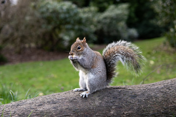 British Squirrel Eating On Tree Trunk