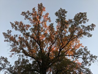 Tree Top in Autumn