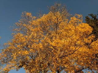 Yellow Autumn Color
