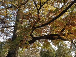 Spreading Oak in Autumn