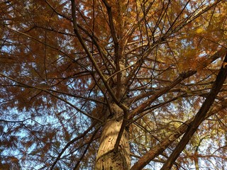 Autumn Branches