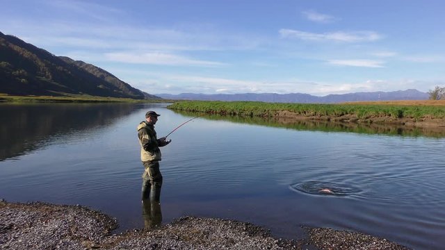 Salmon fishing by means of spinning on the river on the Kamchatka Peninsula, Russia. A man catches on a spinning big salmon. Part 2.