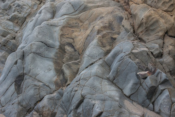 Large sandstone boulder on beach eroded smooth