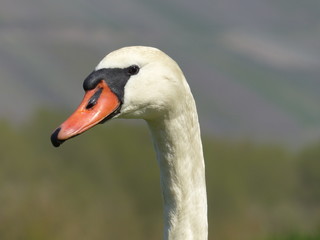 Seitliche Sicht auf Schwan