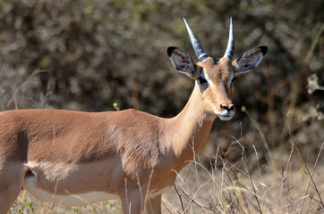 A young male impala on a sunny day in Kruger Park