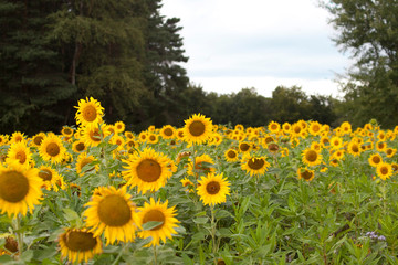 SonnenBlumen Feld im Sommer