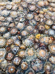 Abundance of Jellyfish