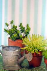A mini metal watering can and small clay pots with fresh green spider mum flower and hypericum berries against a blue and white striped background, with copy space