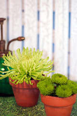 A pair of small clay pots with green spider and button mum flowers and a green glass mister against a section of small picket fence background, with copy space