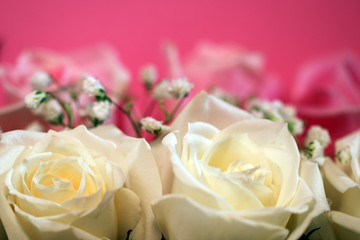 Closeup of fresh white and pink hybrid tea rose flowers and white baby's breath (Gypsophila) against a rosy pink background