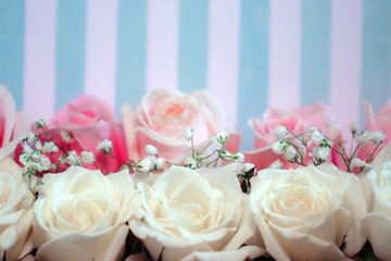 Closeup of fresh white and pink hybrid tea rose flowers and white baby's breath (Gypsophila) against a blue and white striped background, with copy space