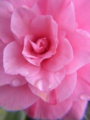 Pink Rose