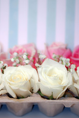 Closeup of fresh white and pink hybrid tea rose flowers and white baby's breath (Gypsophila) displayed in an egg carton against a blue and white striped background, with copy space