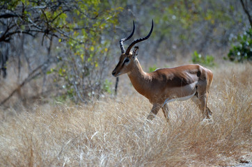 Naklejka na ściany i meble A male impala strolls through the grass in Kruger Park, South Africa
