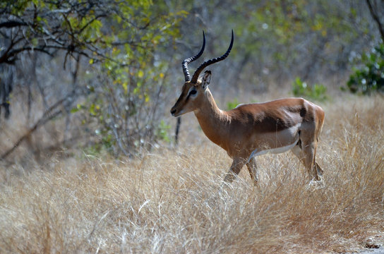 A male impala strolls through the grass in Kruger Park, South Africa