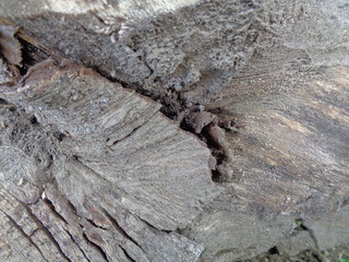Close up wooden natural texture background. Old wood texture for add text, quotes or work design for backdrop product.
