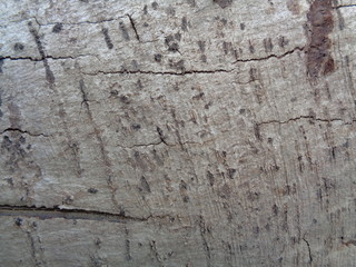 Close up wooden natural texture background. Old wood texture for add text, quotes or work design for backdrop product.