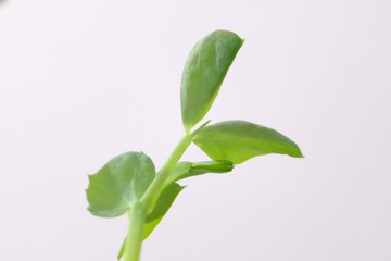 pea sprout macro