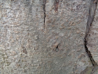 Close up wooden natural texture background. Old wood texture for add text, quotes or work design for backdrop product.