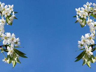Cherry flowers on blue background