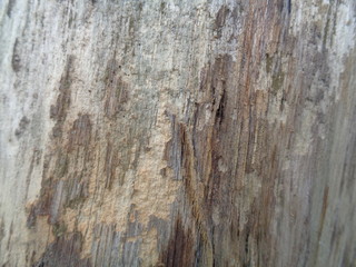 Close up wooden natural texture background. Old wood texture for add text, quotes or work design for backdrop product.