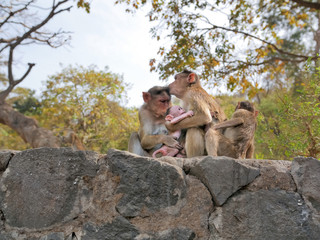 Family of monkeys lamgur
