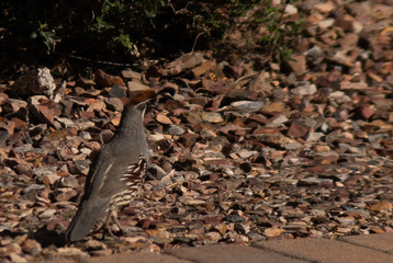 A Gamble quail walking in an Arizona neighborhood.
