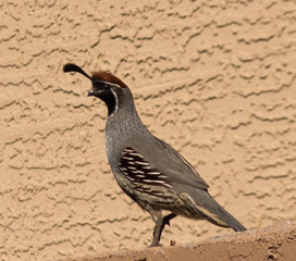 A Gamble quail walking in an Arizona neighborhood.