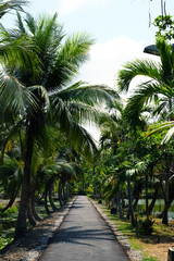 Fototapeta na wymiar Little road through coconut trees