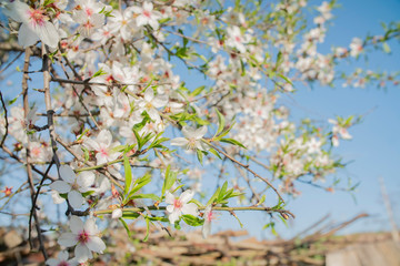 background flowers of the almond tree blooming in spring close up