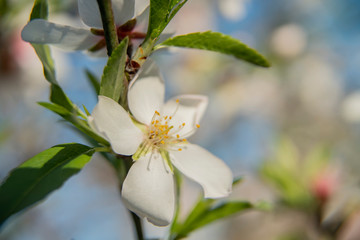 background flowers of the almond tree blooming in spring close up