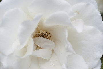 white rose macro close up in garden