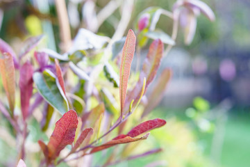 ドドナエア プルプレア ポップブッシュ