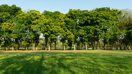 front view row of trees in evening light summer time