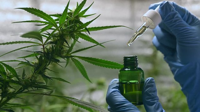scientist with glasses and gloves checking hemp plants in a greenhouse. Shot in 4K. Concept of herbal alternative medicine, cbd oil, pharmaceptical industry