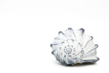 White and blue whelk shell