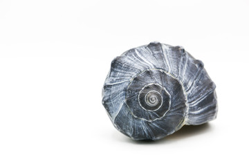 Dark blue whelk shell