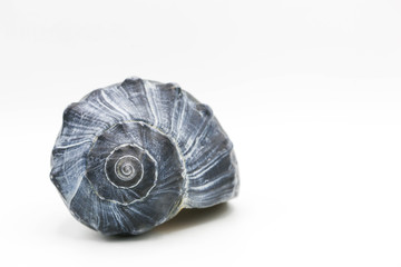 Dark blue whelk shell