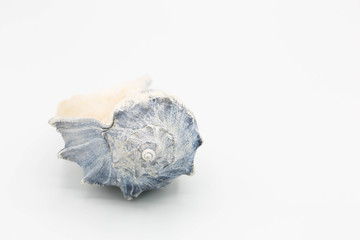 White and blue whelk shell
