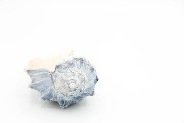 White and blue whelk shell