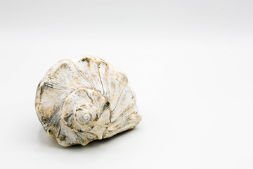 Earth tone whelk shell