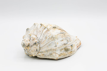 Earth tone whelk shell