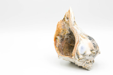 Earth tone whelk shell