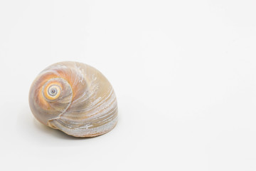 Shark's eye shell