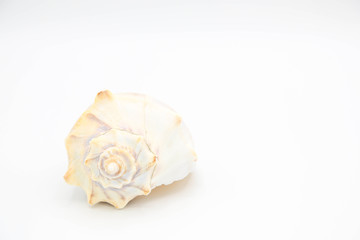 Fototapeta na wymiar White Whelk shell